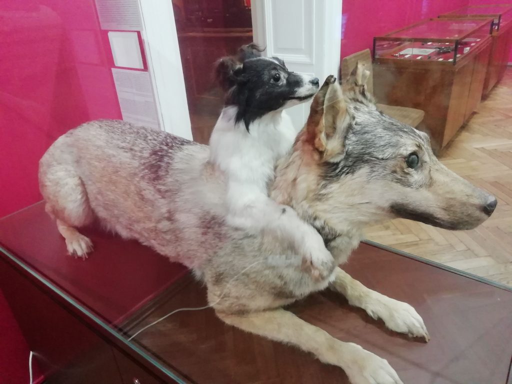 Çift başlı köpek, Riga