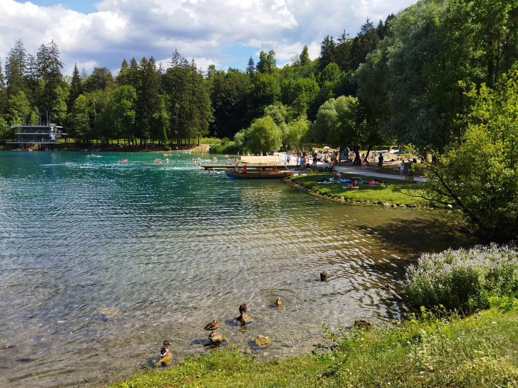 Bled Gölü'nde yüzenler, Slovenya