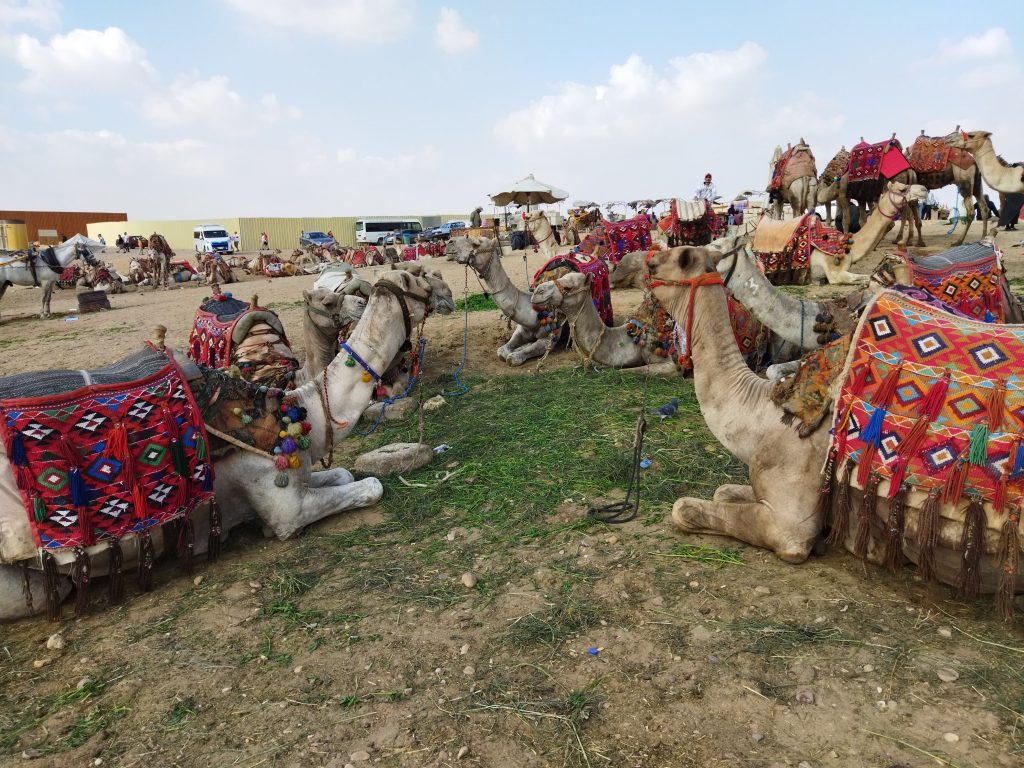 Piramit kompleksinde otlayan develer
