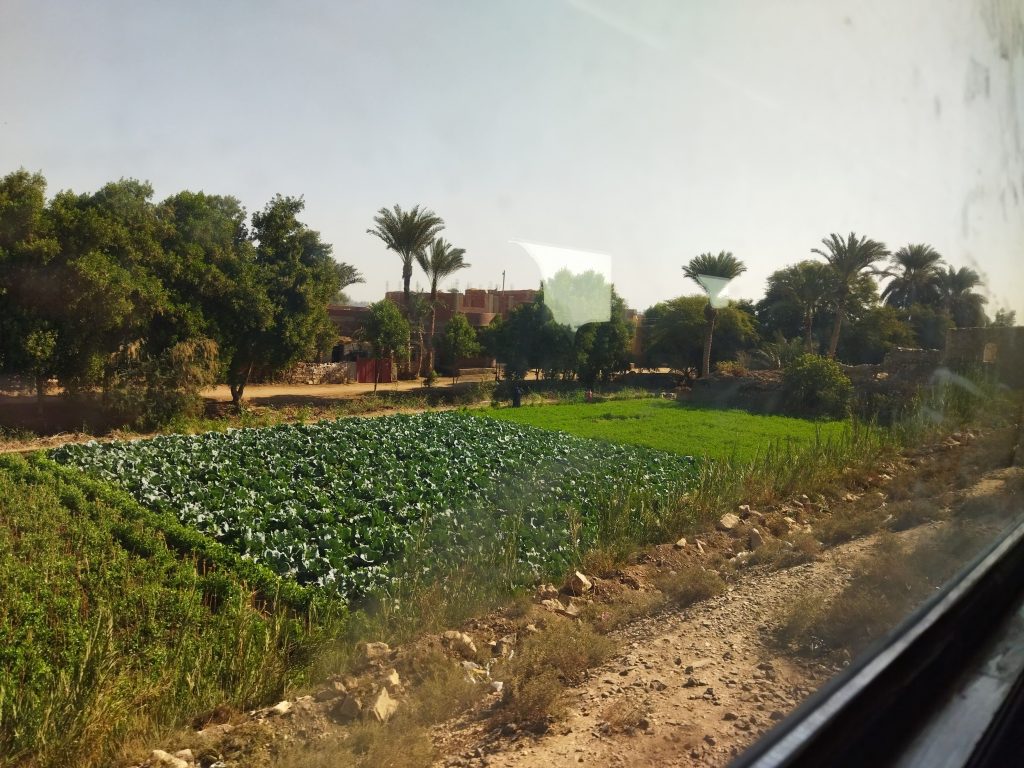 Mısır'da trenden görülen yeşil bir tarla