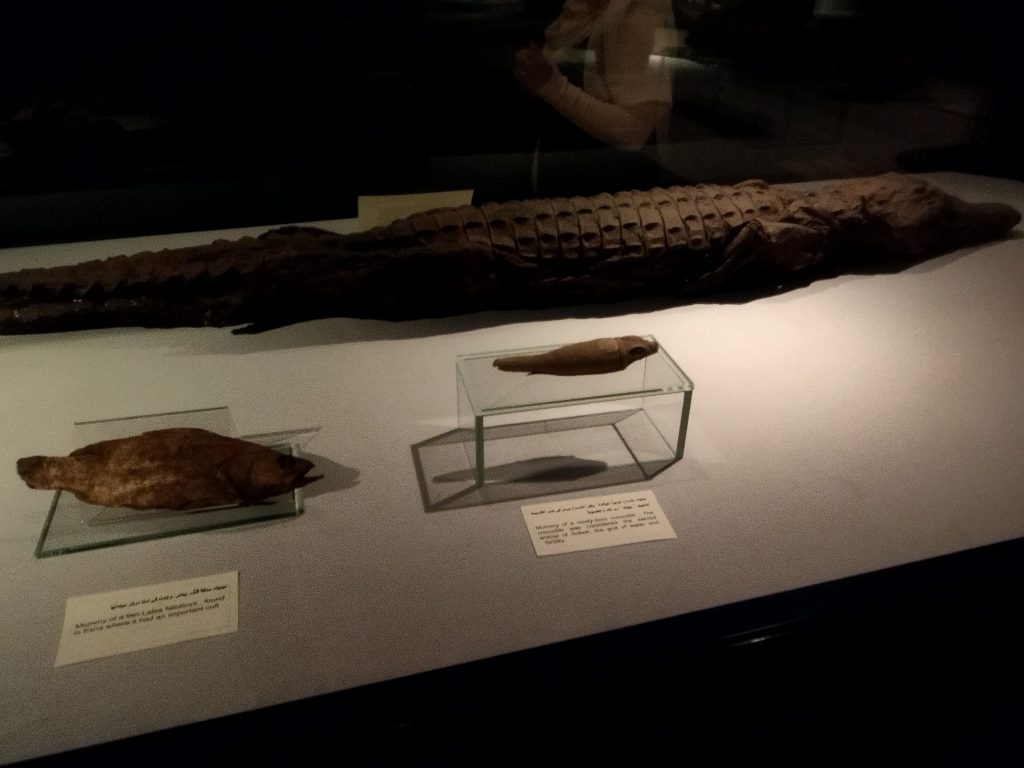 Luxor Mumya Müzesi'nde timsah ve balık mumyaları