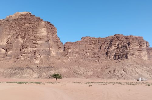 Wadi Rum'da yalnız ağaç, Ürdün