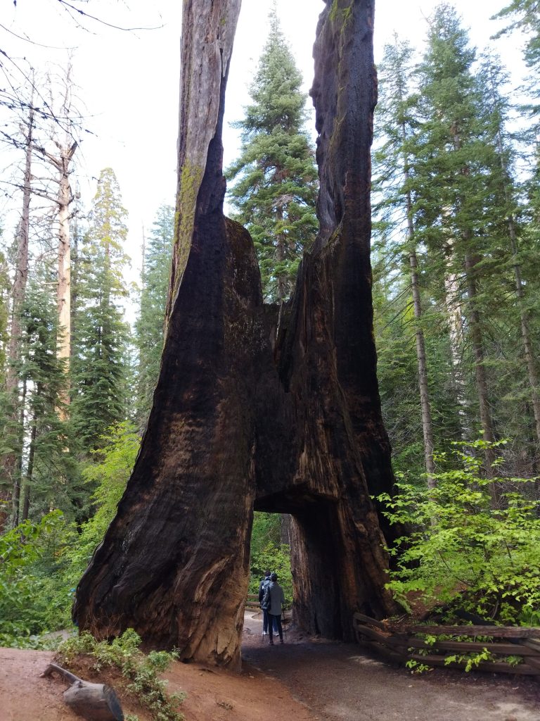 Tunnel Tree, Yosemite Milli Parkı, California, ABD
