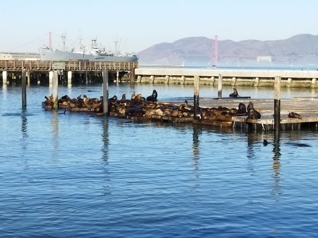 Pier 39 deniz aslanları, San Francisco