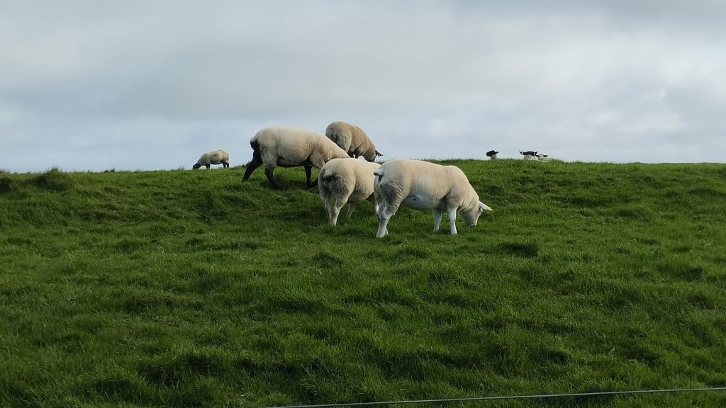 Otlayan koyunlar, Cliffs of Moher, İrlanda