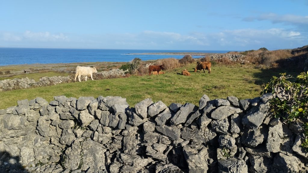 Otlayan inekler, Inis Mór, İrlanda