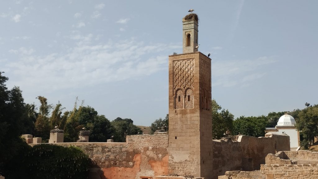 Chellah leylekleri, Rabat, Fas